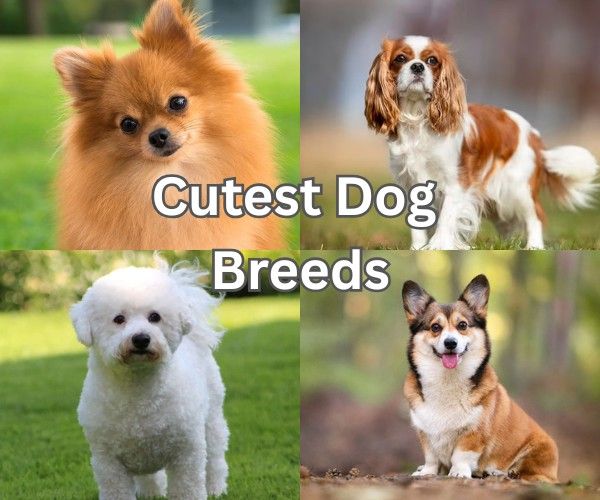 Top 10 Cutest Dog Breeds in the World That Will Melt Your Heart